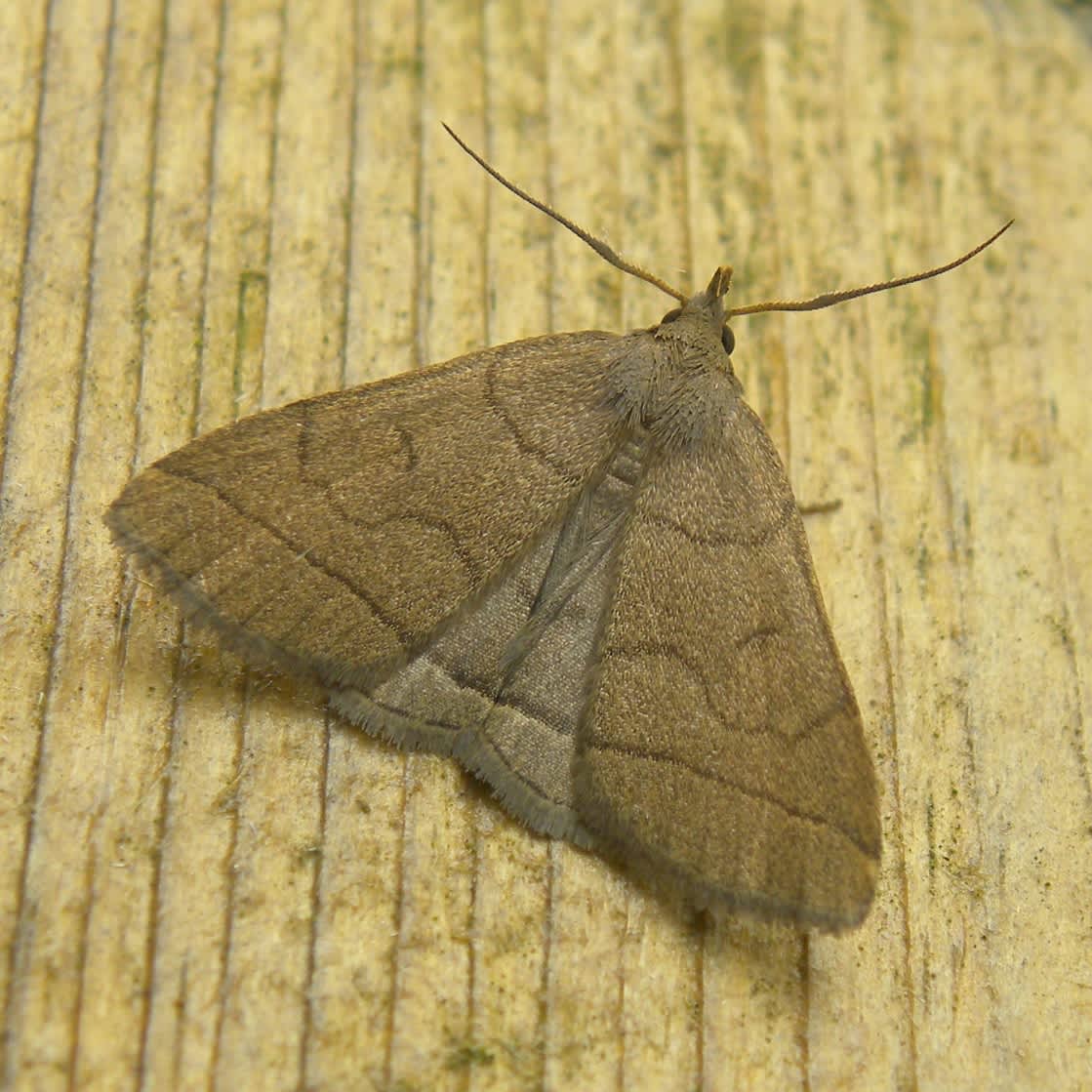 The Fan-foot (Herminia tarsipennalis) photographed in Somerset by Sue Davies