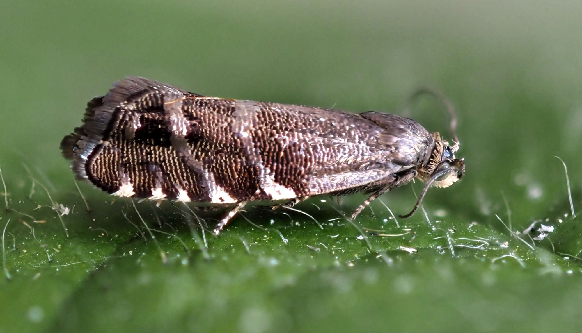 Latest Sightings | Somerset Moths