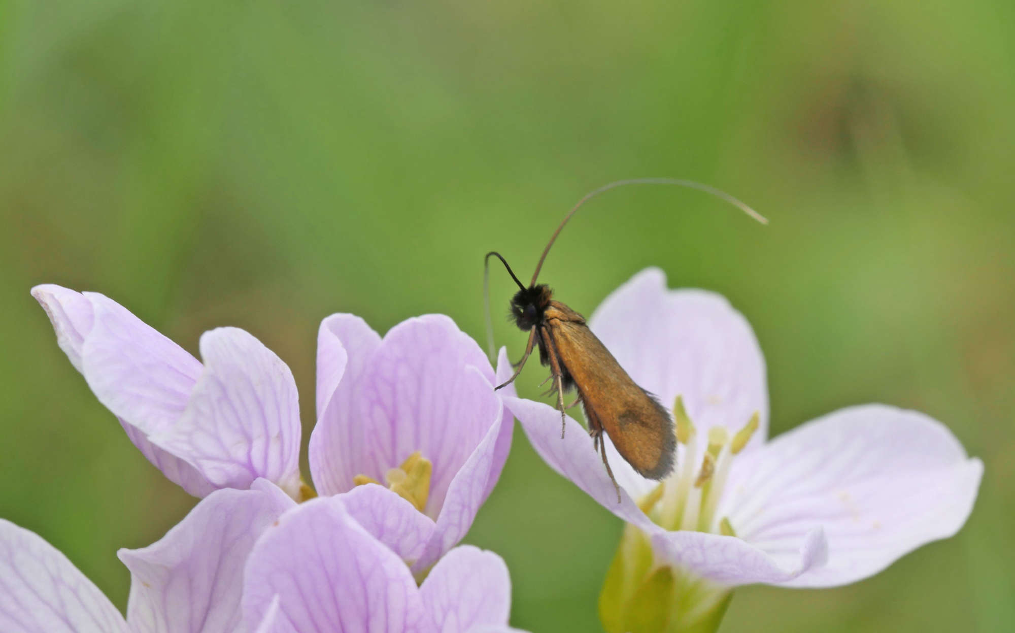 Meadow Long-horn (Cauchas rufimitrella) photographed in Somerset by Jenny Vickers