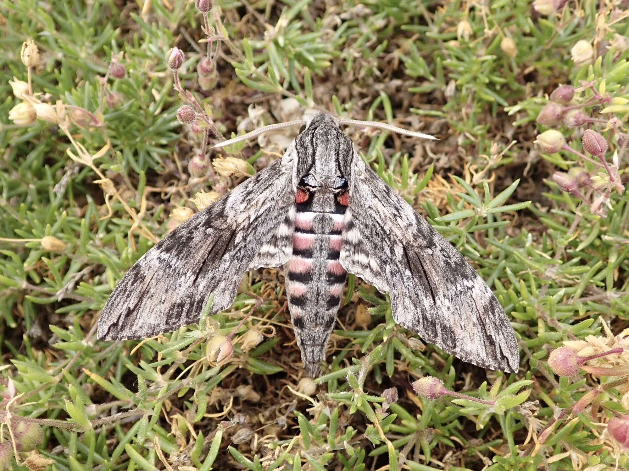 Convolvulus Hawk-moth (Agrius convolvuli) photographed in Somerset by Sue Davies