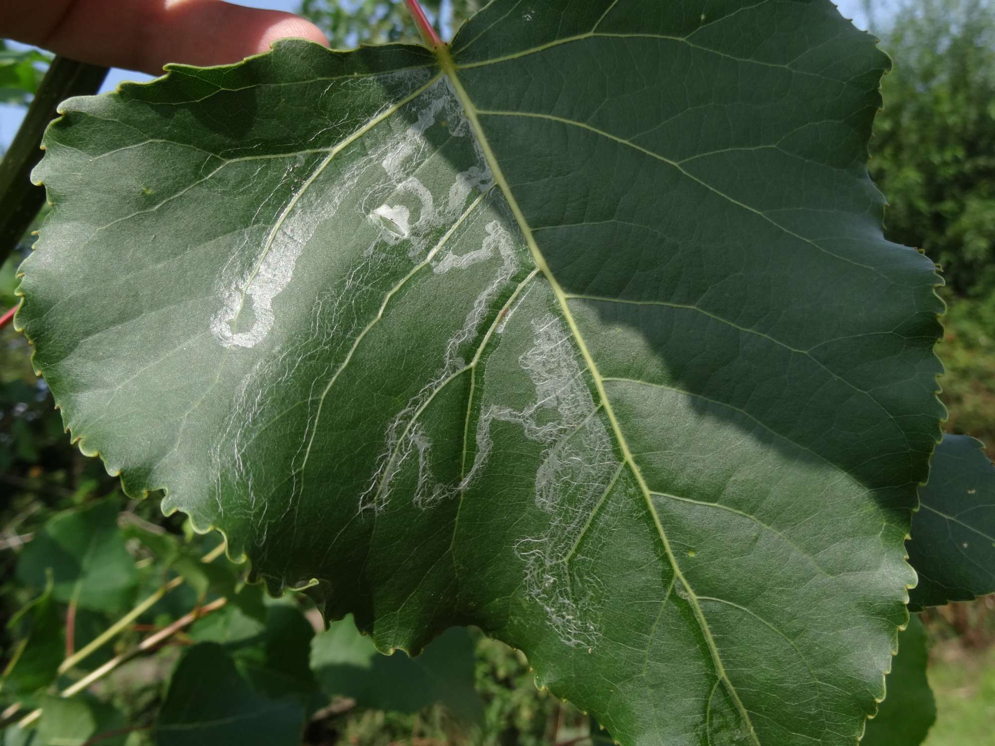 Poplar Bent-wing (Phyllocnistis unipunctella) photographed in Somerset by Christopher Iles