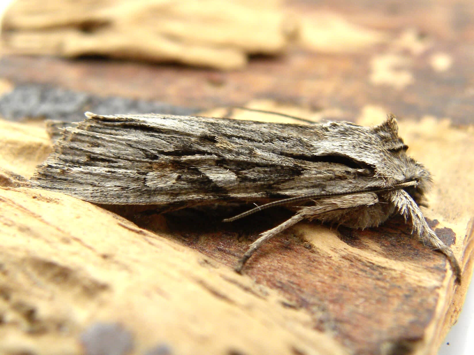 Blair's Shoulder-knot (Lithophane leautieri) photographed in Somerset by Sue Davies