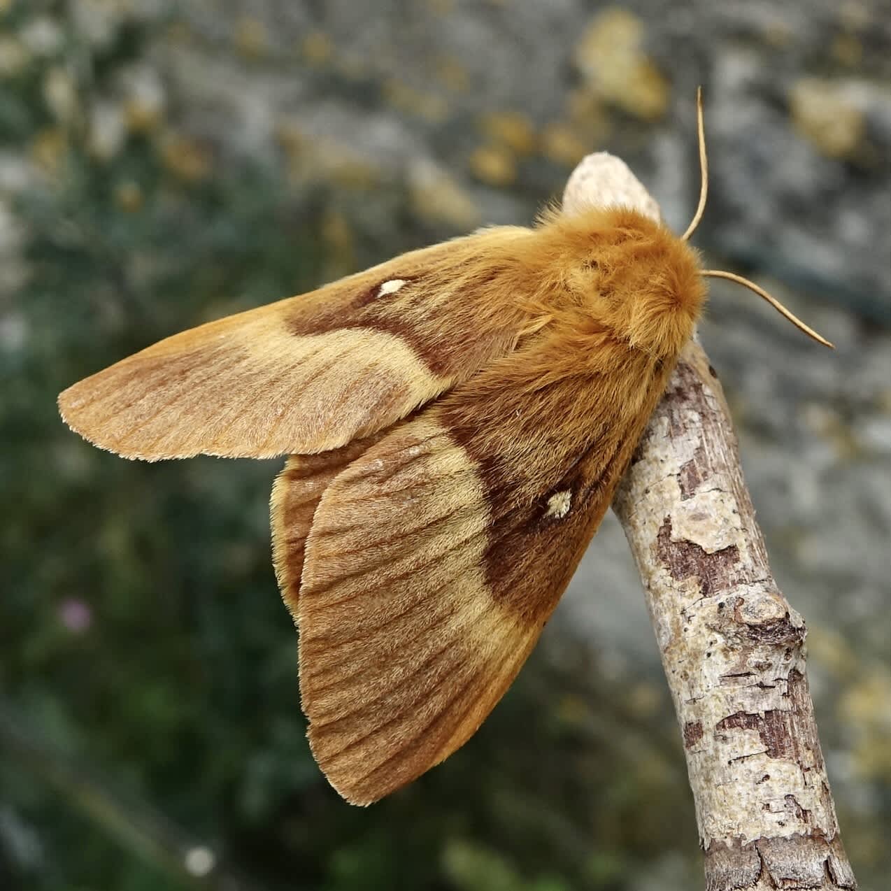 Oak Eggar (Lasiocampa quercus) photographed in Somerset by Sue Davies