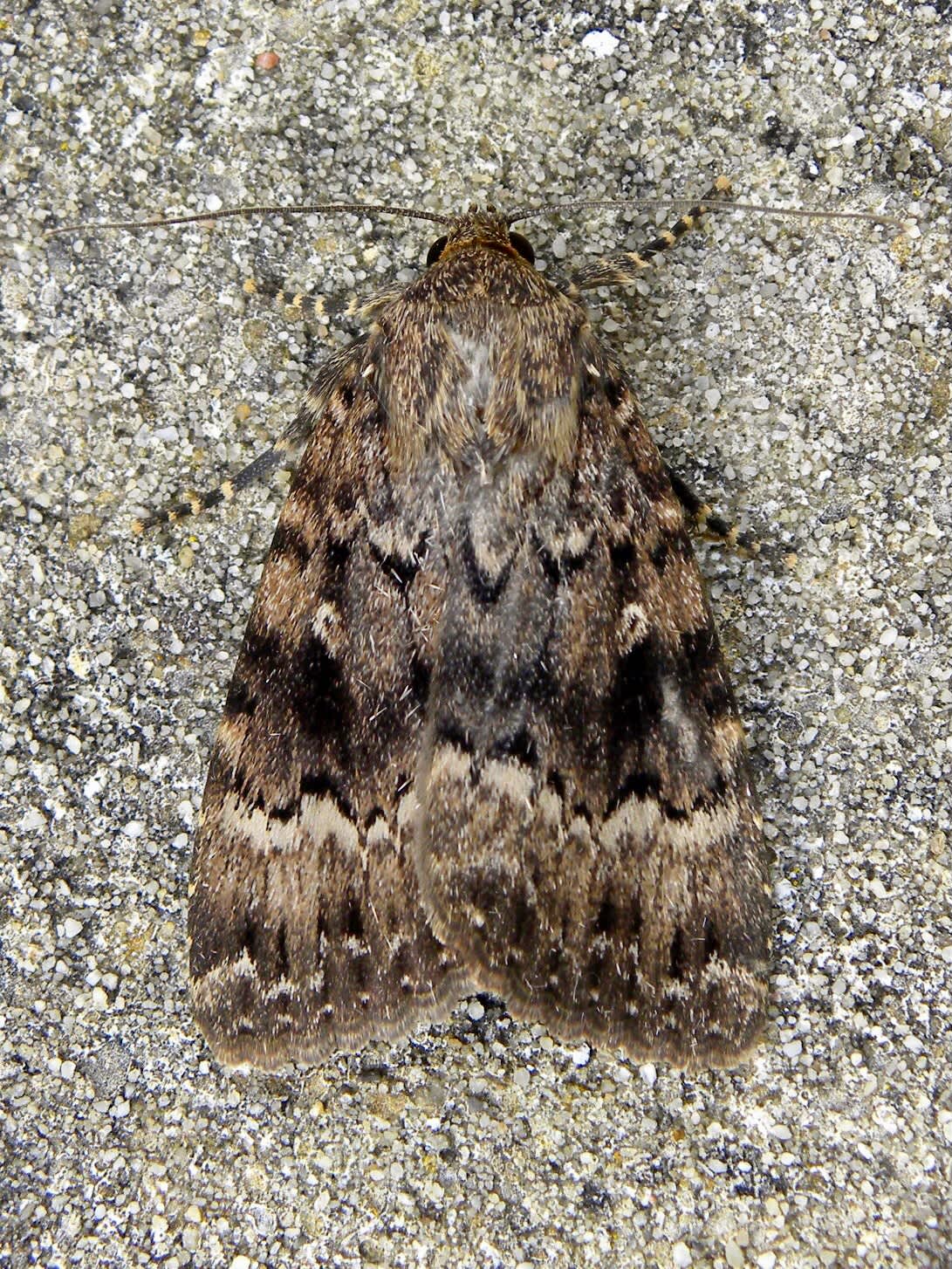 Svensson's Copper Underwing (Amphipyra berbera) photographed in Somerset by Sue Davies