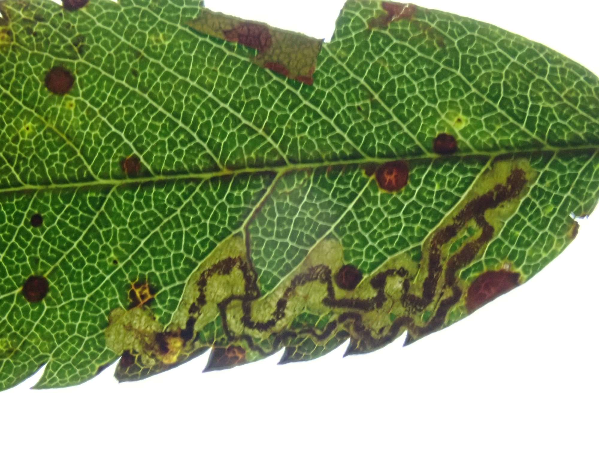 Common Rowan Pigmy (Stigmella nylandriella) photographed in Somerset by Christopher Iles