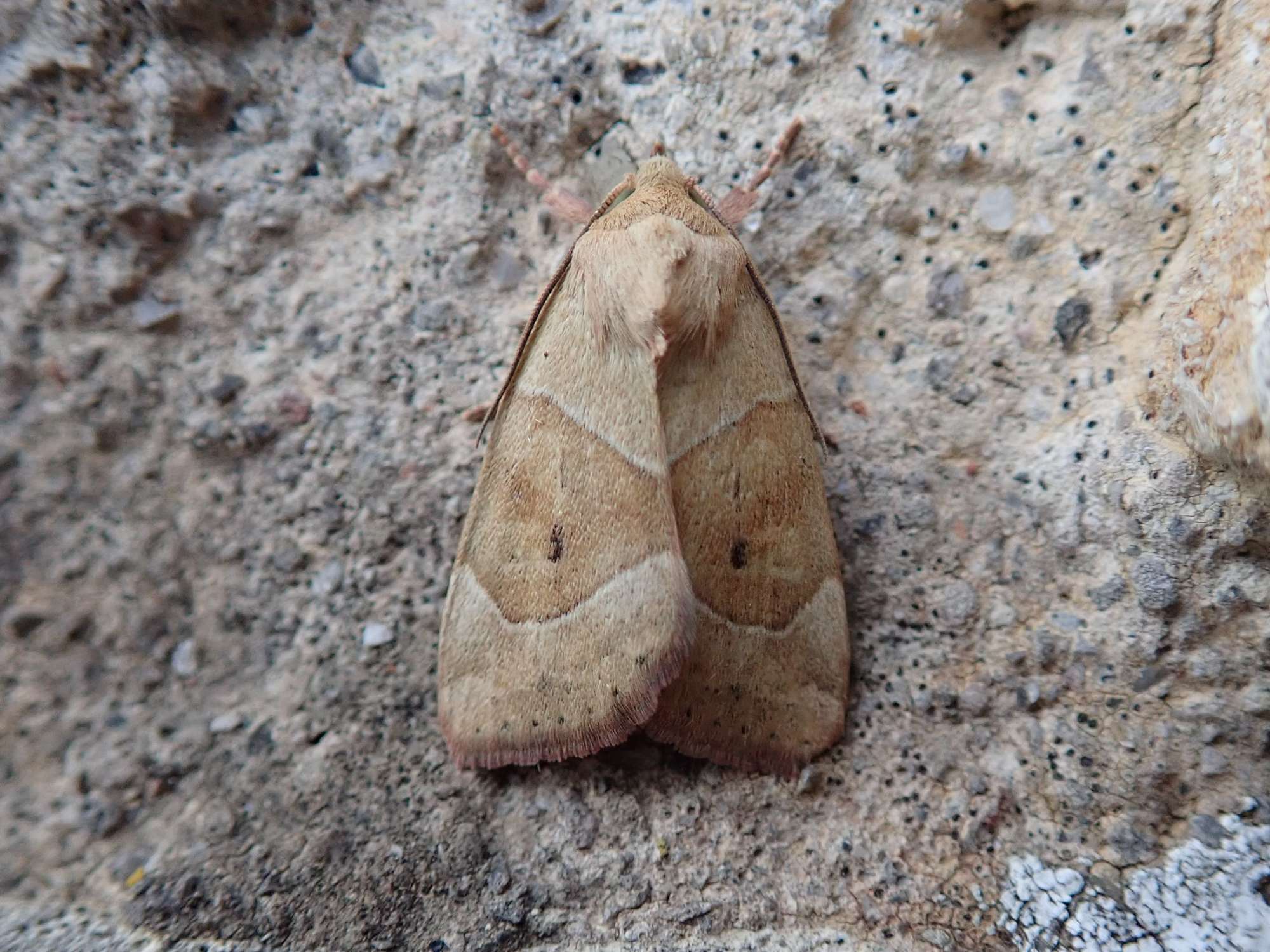 Dun-bar (Cosmia trapezina) photographed in Somerset by Christopher Iles