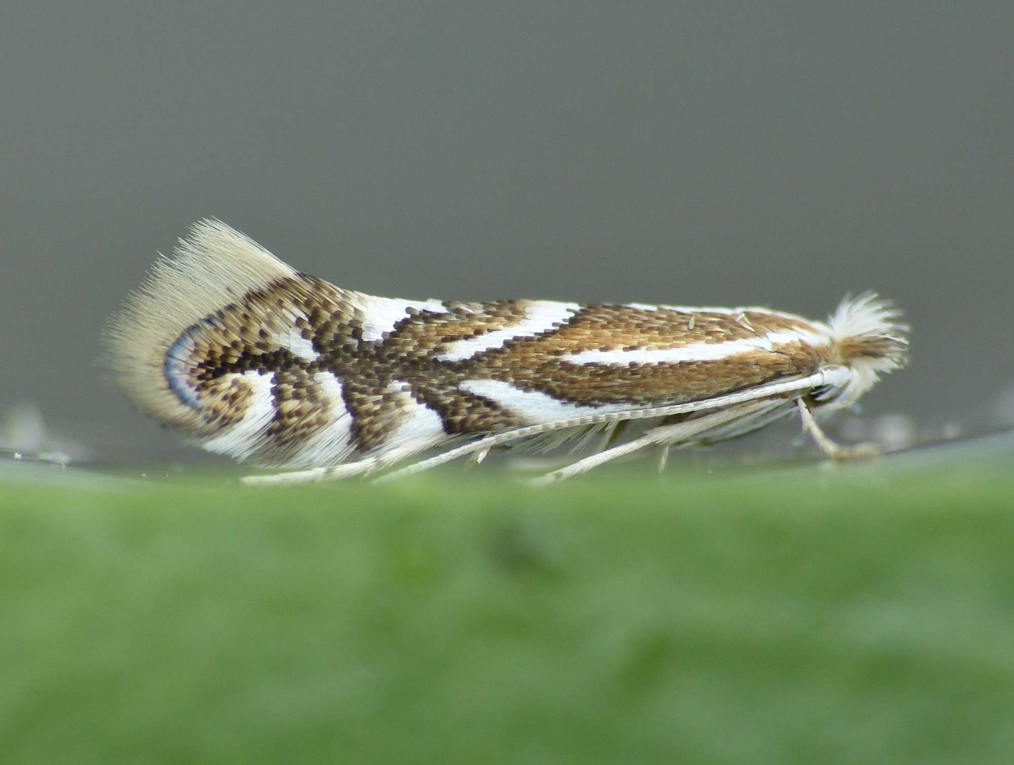 Nut-leaf Blister Moth (Phyllonorycter coryli) photographed in Somerset by Paul Wilkins