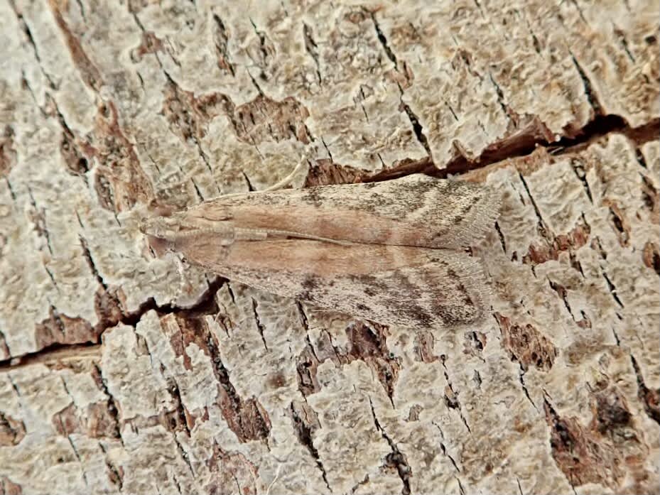 False Cacao Moth (Ephestia woodiella) photographed in Somerset by Sue Davies