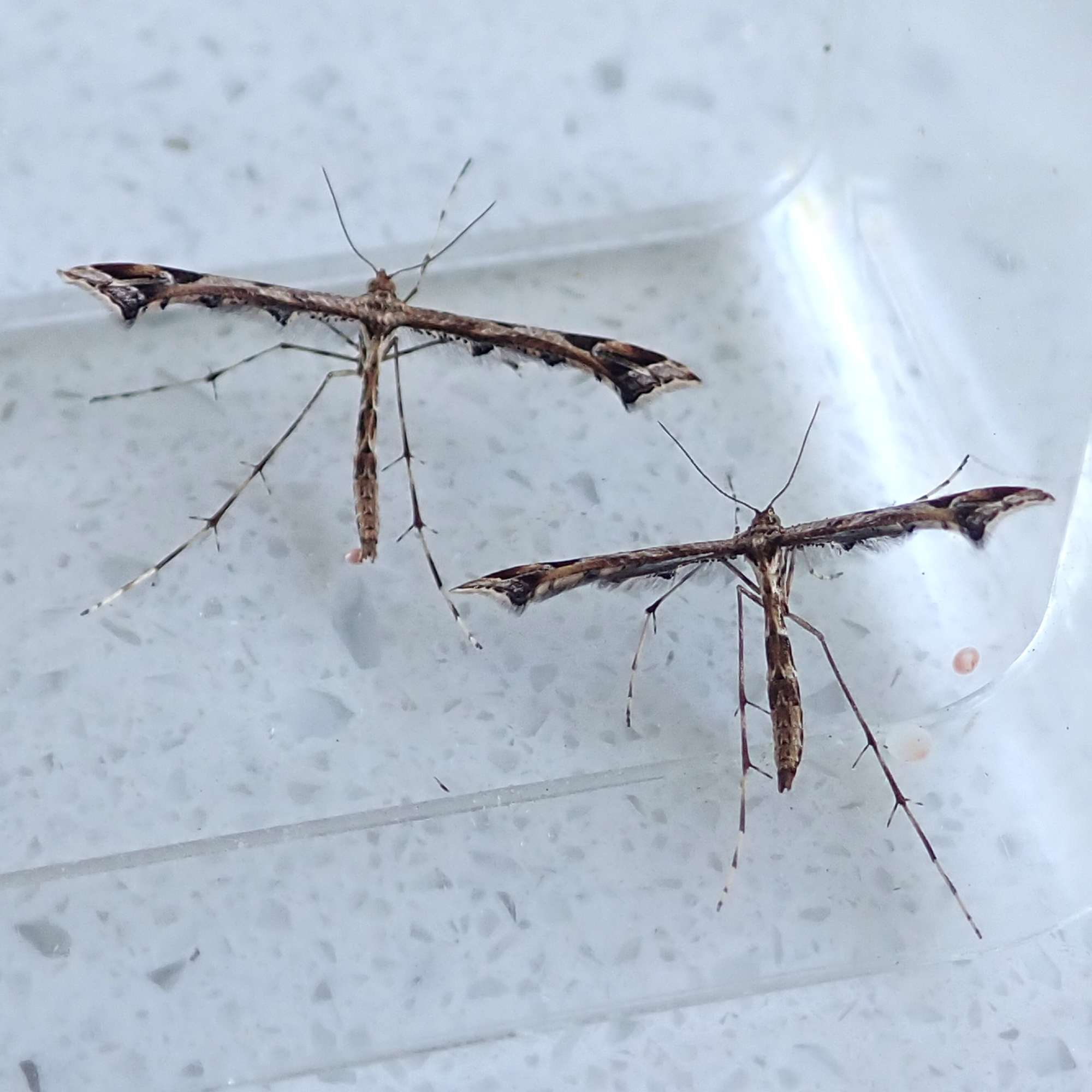 Beautiful Plume (Amblyptilia acanthadactyla) photographed in Somerset by Sue Davies