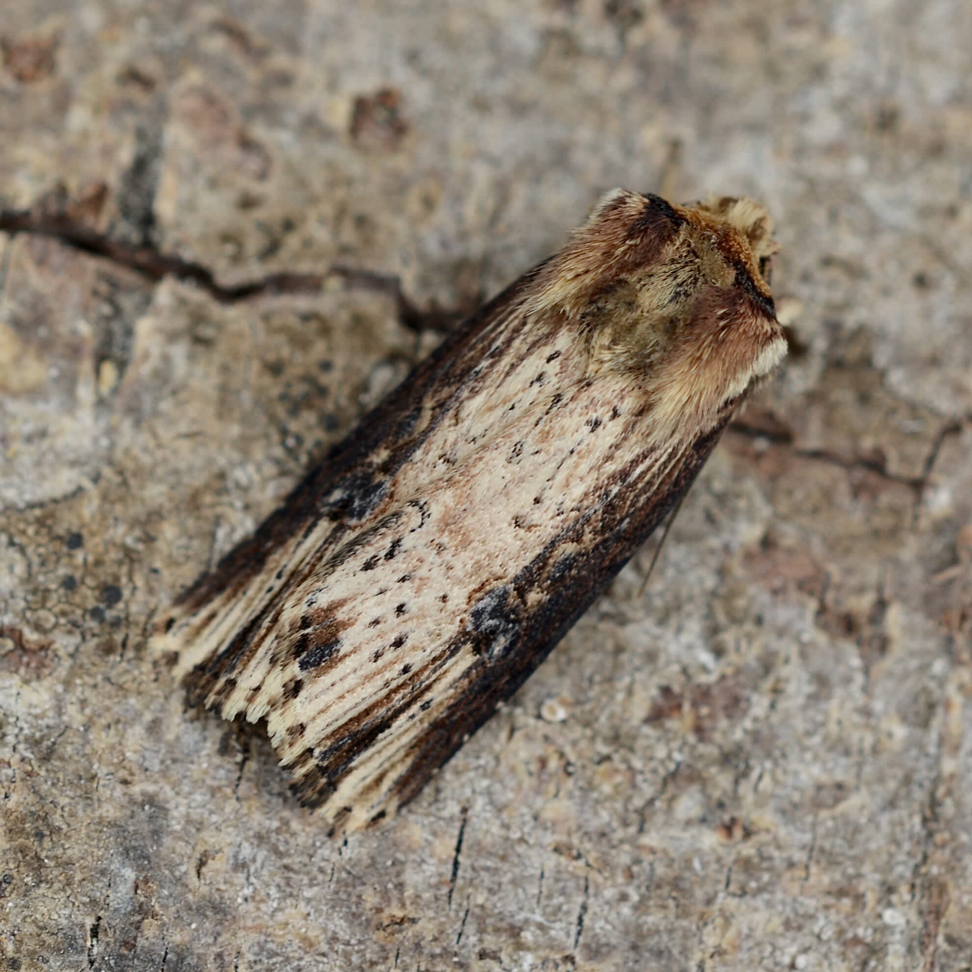 The Flame (Axylia putris) photographed in Somerset by Sue Davies