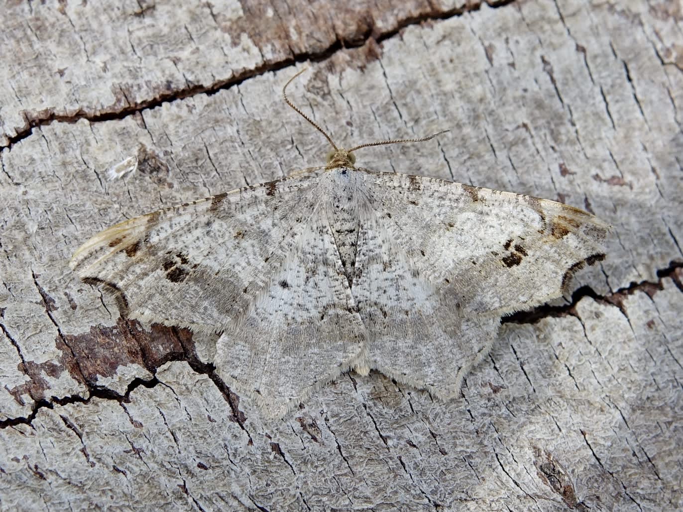 Sharp-angled Peacock (Macaria alternata) photographed in Somerset by Sue Davies