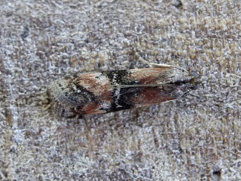 Beautiful Knot-horn (Rhodophaea formosa) photographed in Somerset by Sue Davies