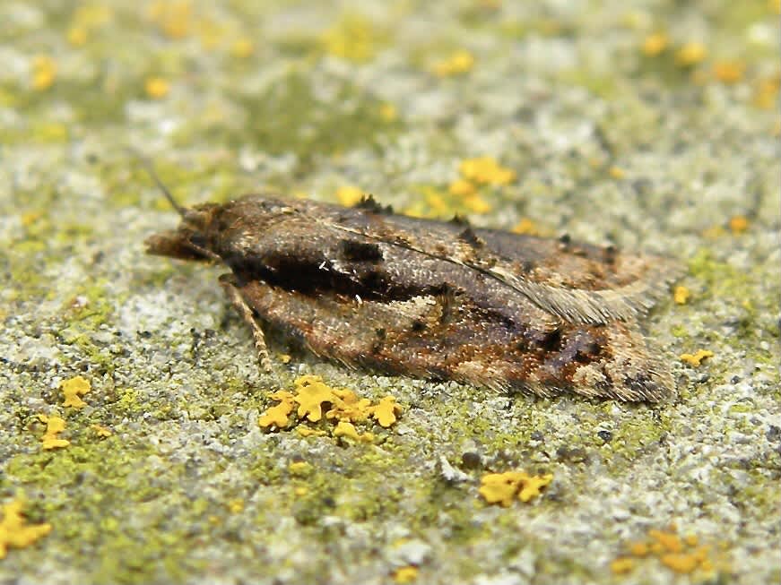 Dark-streaked Button (Acleris umbrana) photographed in Somerset by Sue Davies