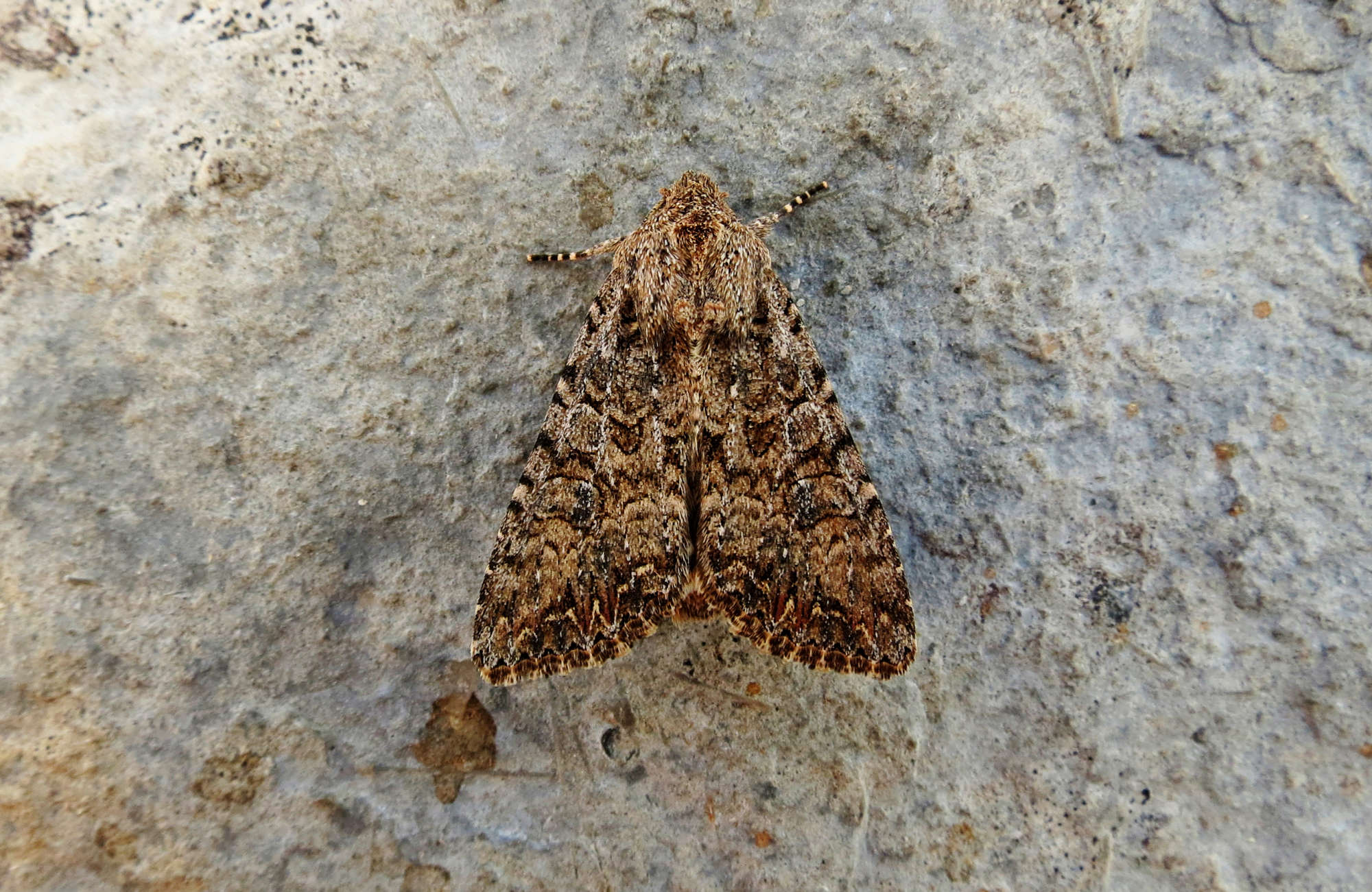 The Nutmeg (Anarta trifolii) photographed in Somerset by Steve Chapple