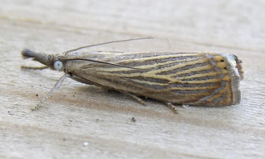 Garden Grass-veneer (Chrysoteuchia culmella) photographed in Somerset by Sue Davies