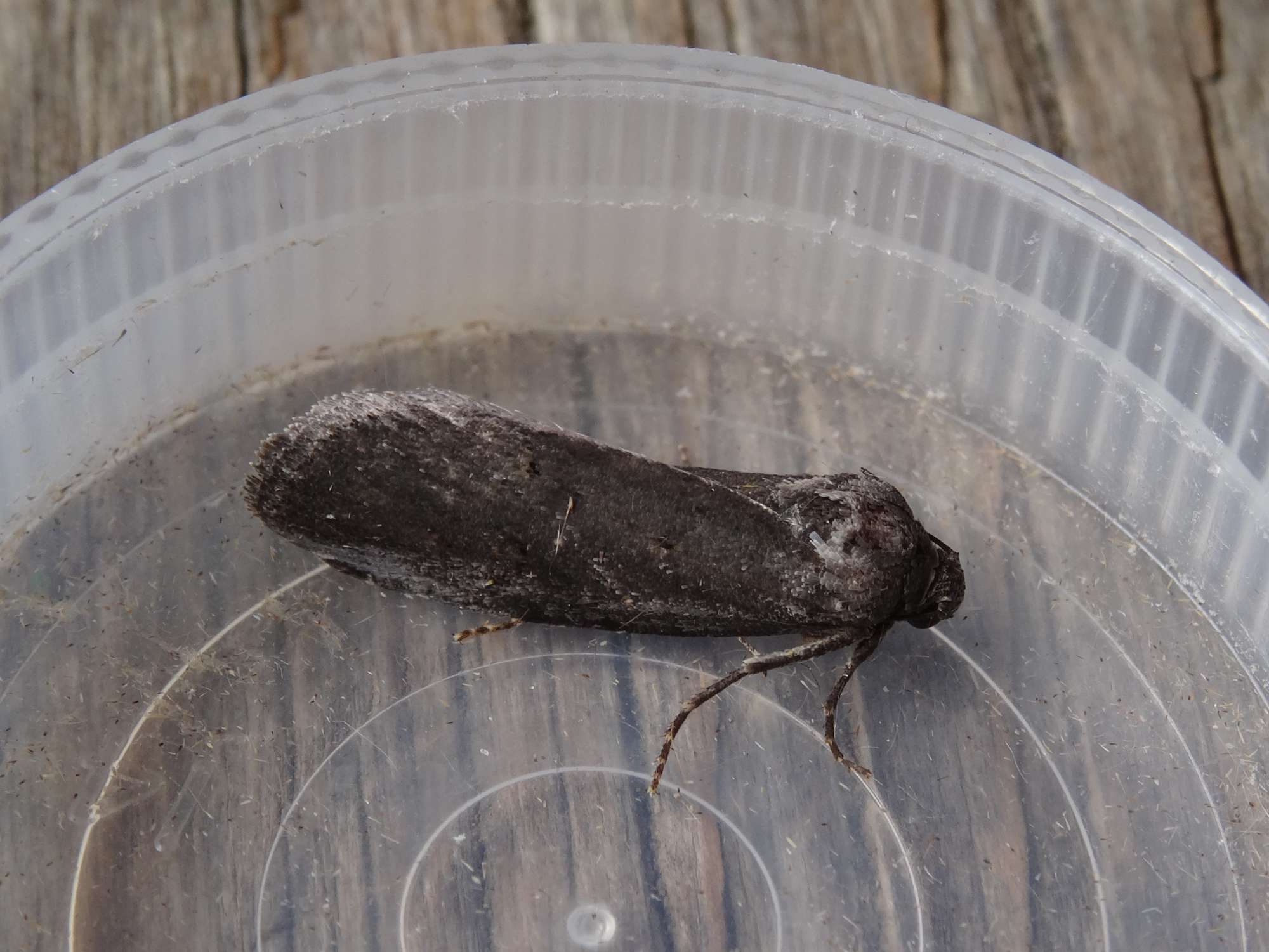 The Anomalous (Stilbia anomala) photographed in Somerset by Christopher Iles