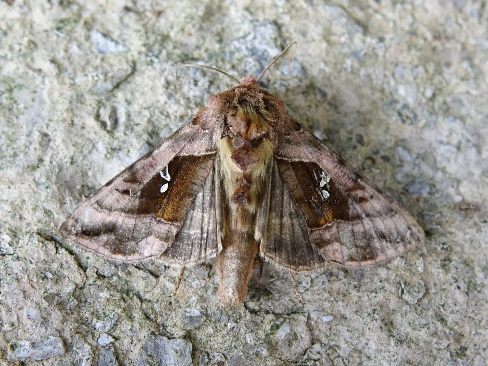 Beautiful Golden Y (Autographa pulchrina) photographed in Somerset by Sue Davies