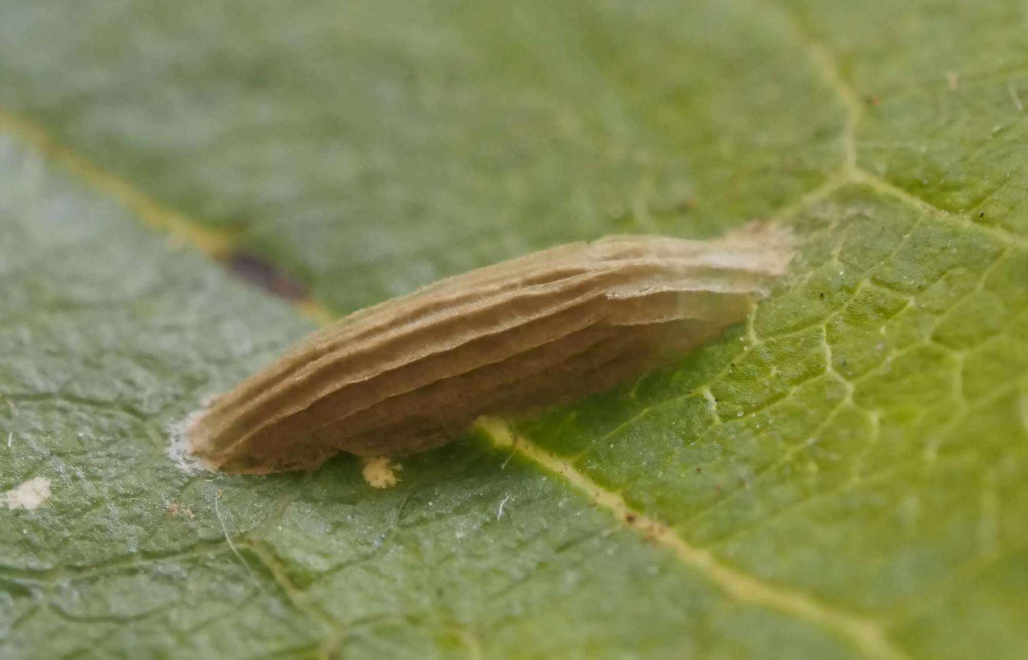 bucculatrix-frangutella-somerset-moths