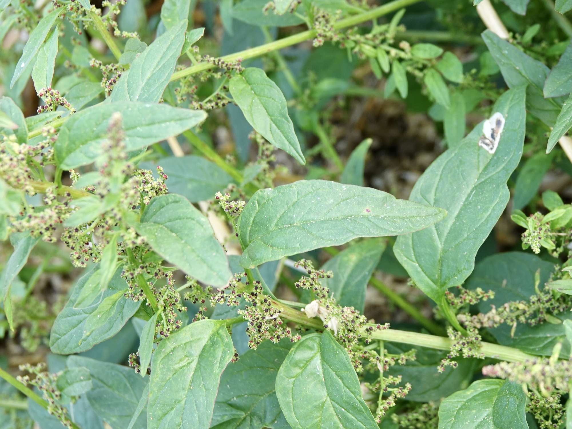 Six-spot Crest (Chrysoesthia sexguttella) photographed in Somerset by Sue Davies