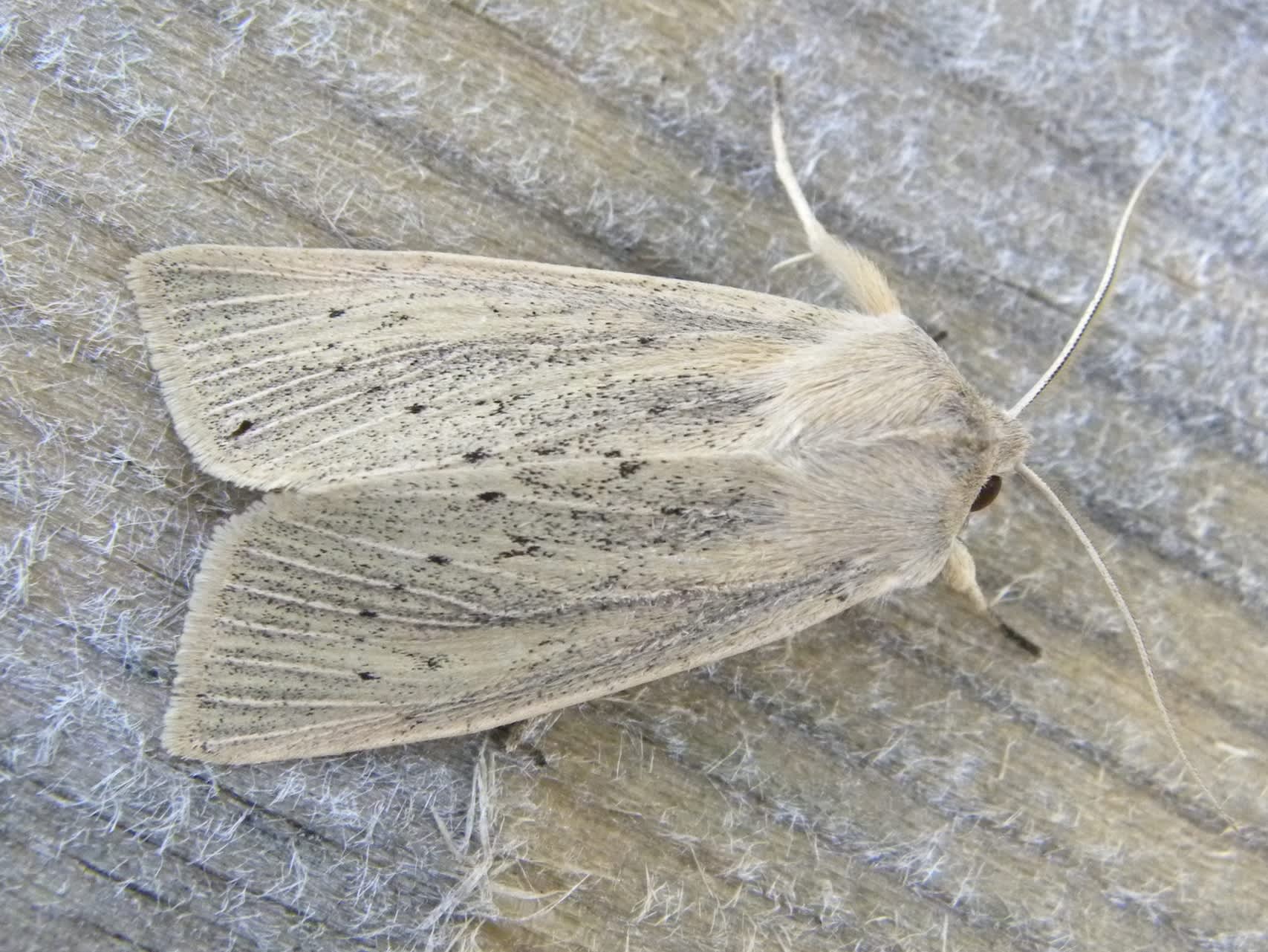 Large Wainscot (Rhizedra lutosa) photographed in Somerset by Sue Davies