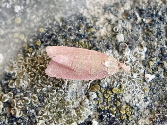 Roseate Marble (Celypha rosaceana) photographed in Somerset by Sue Davies