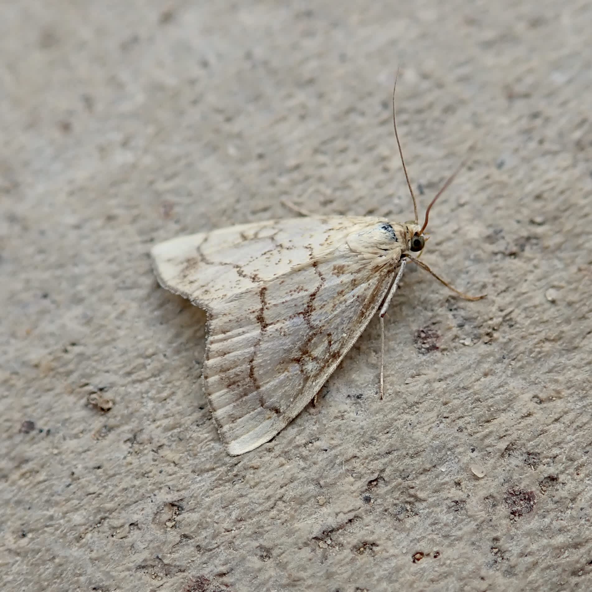 Chequered Pearl (Evergestis pallidata) photographed in Somerset by Sue Davies