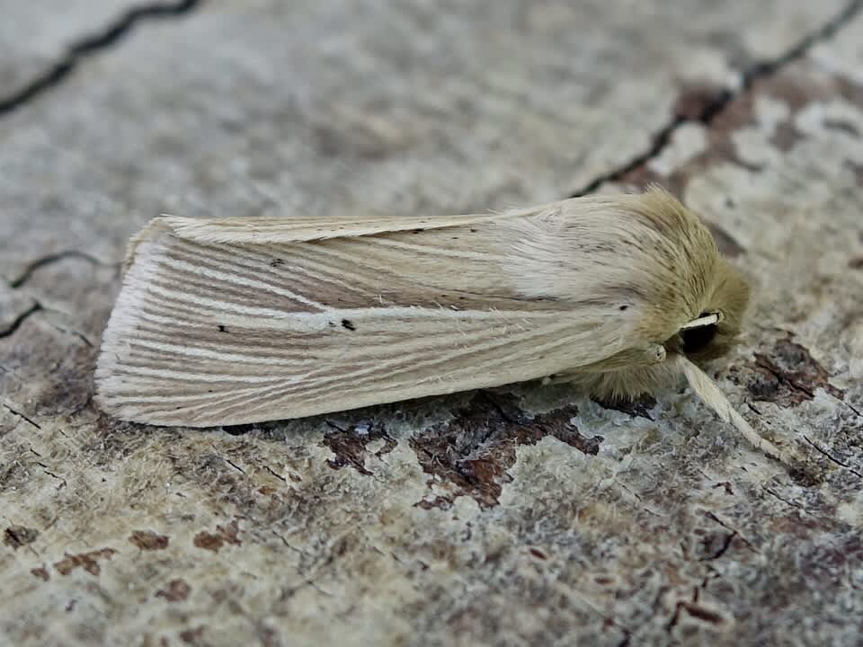 Smoky Wainscot (Mythimna impura) photographed in Somerset by Sue Davies