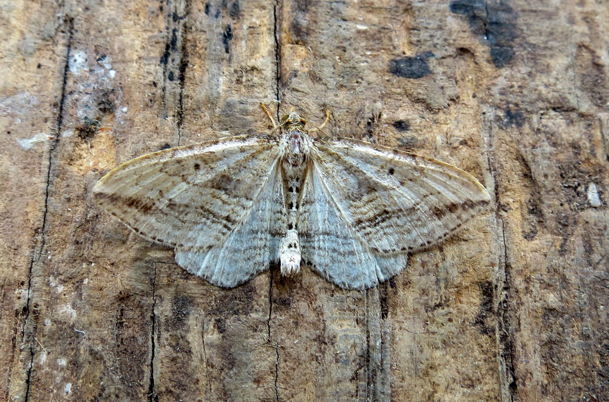 Oblique Carpet (Orthonama vittata) photographed in Somerset by Steve Chapple