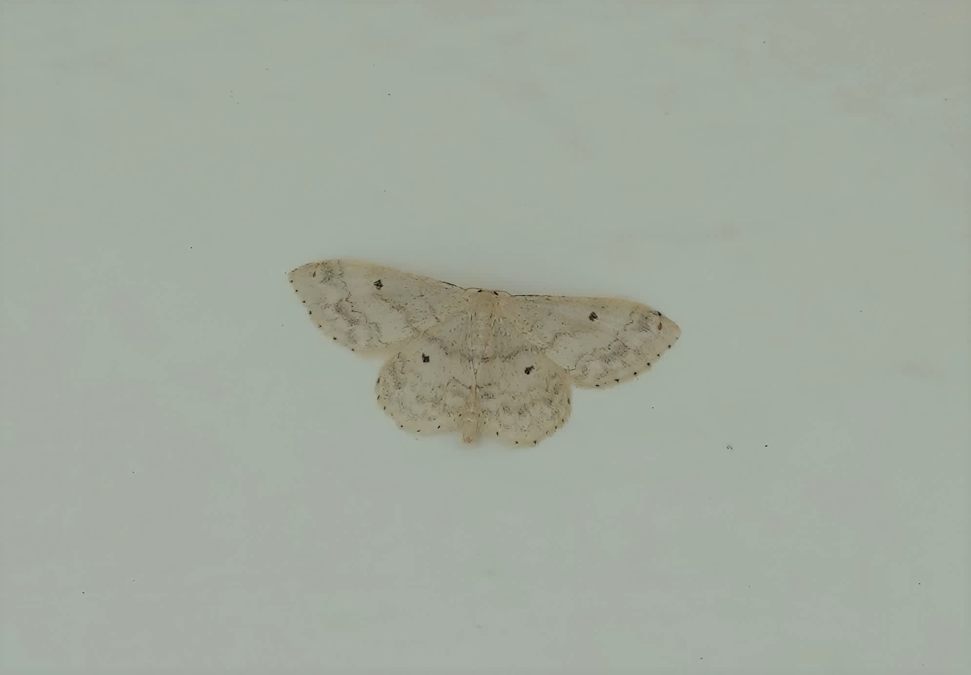 Small Fan-footed Wave (Idaea biselata) photographed in Somerset by Rob Grimmond