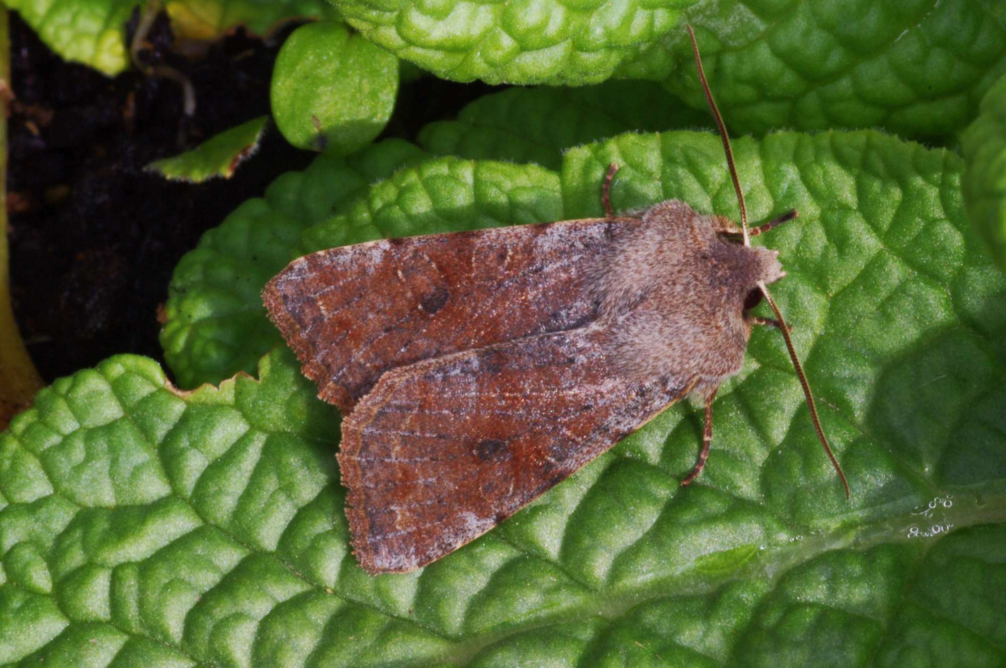 Clouded Drab (Orthosia incerta) photographed in Somerset by John Connolly