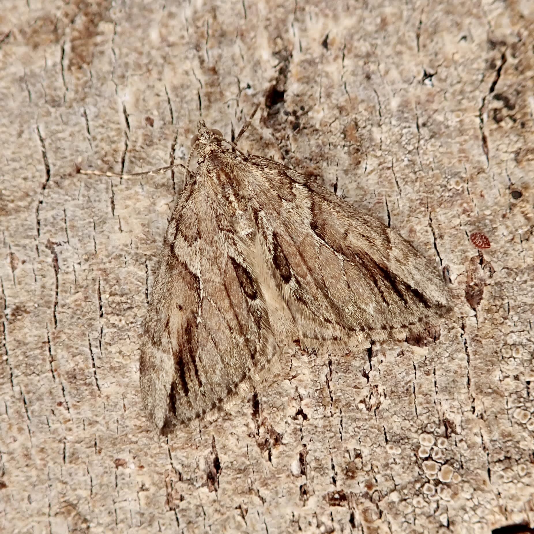 Cypress Carpet (Thera cupressata) photographed in Somerset by Sue Davies