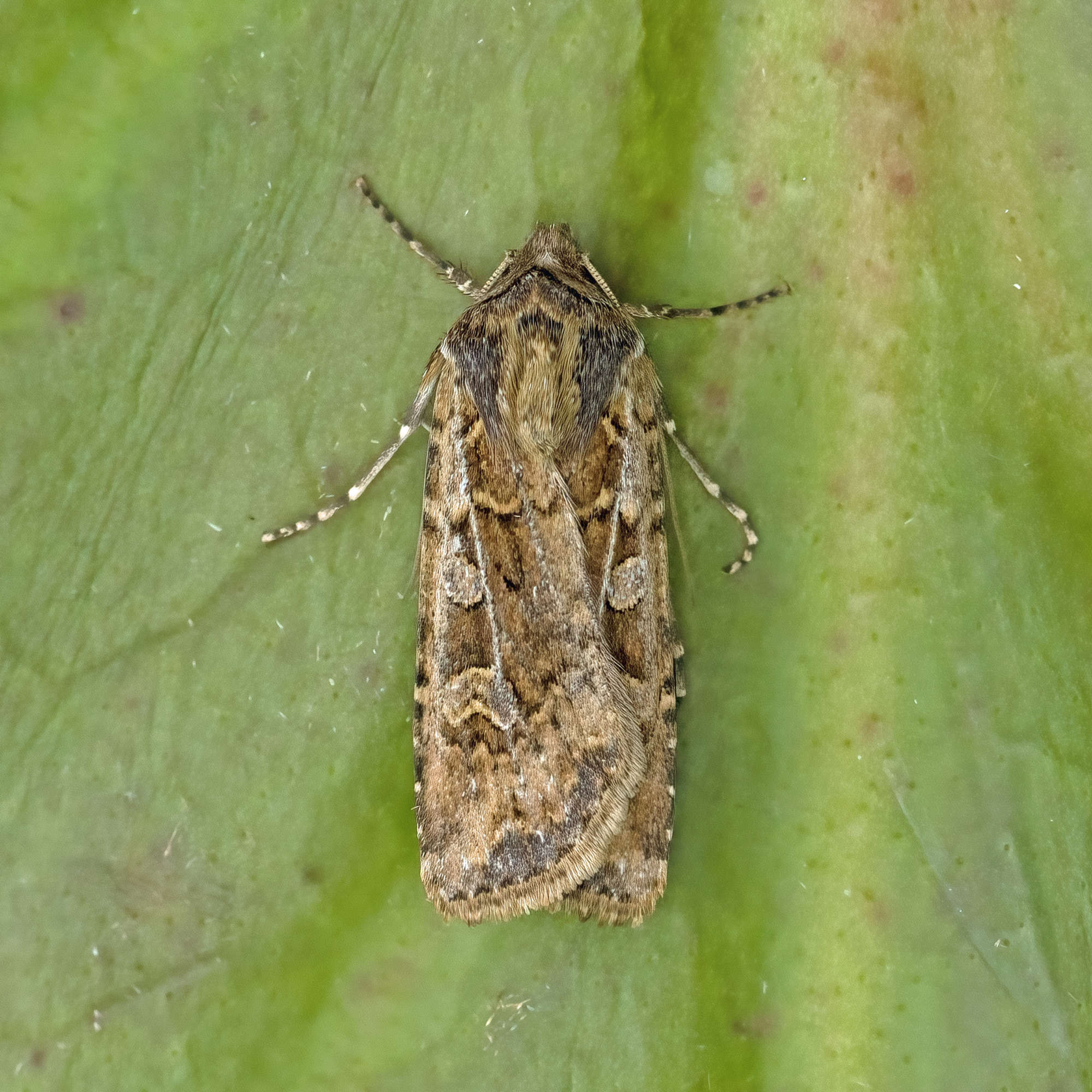 Coast Dart (Euxoa cursoria) photographed in Somerset by Nigel Voaden