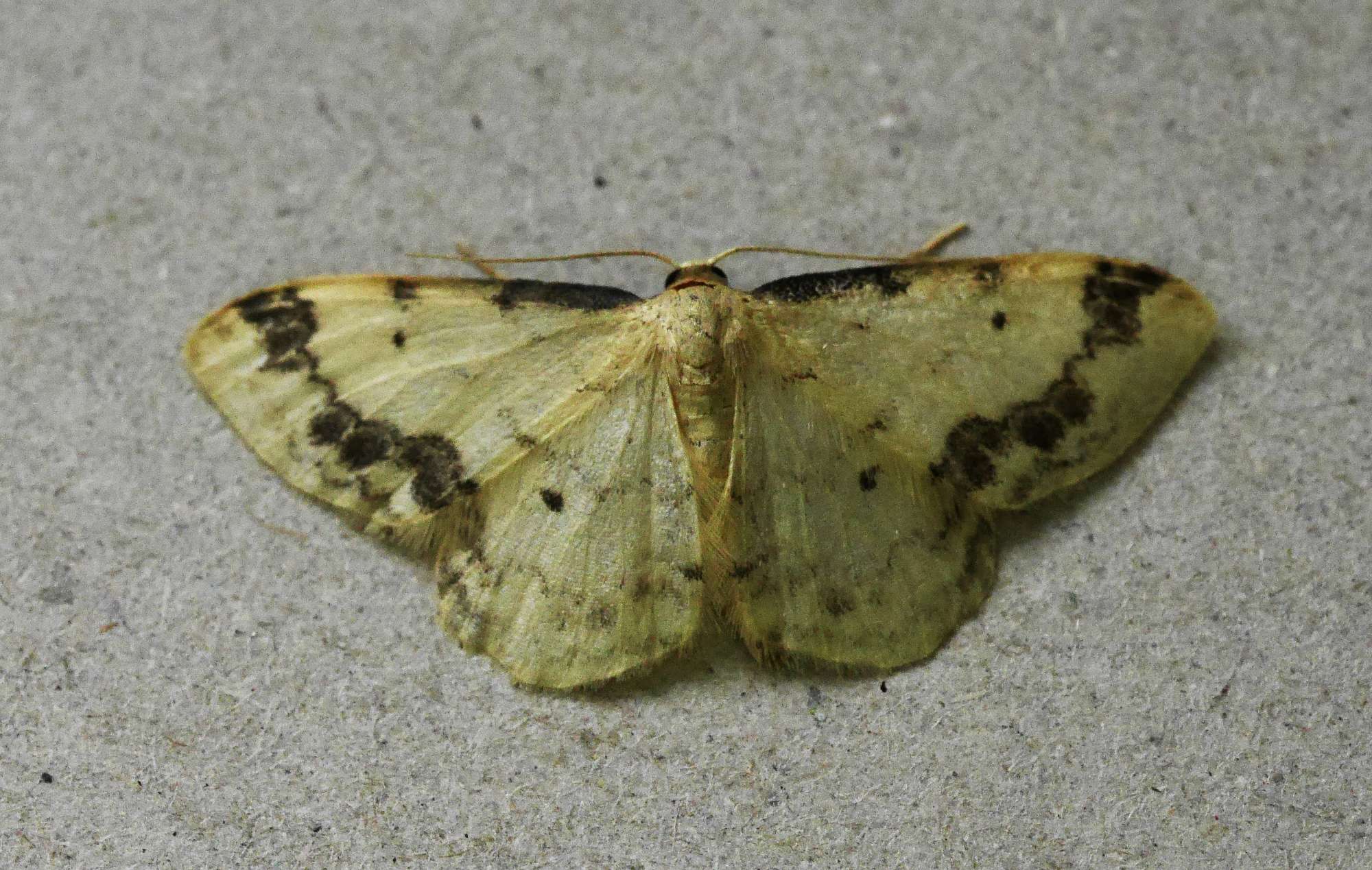 Treble Brown Spot (Idaea trigeminata) photographed in Somerset by John Connolly