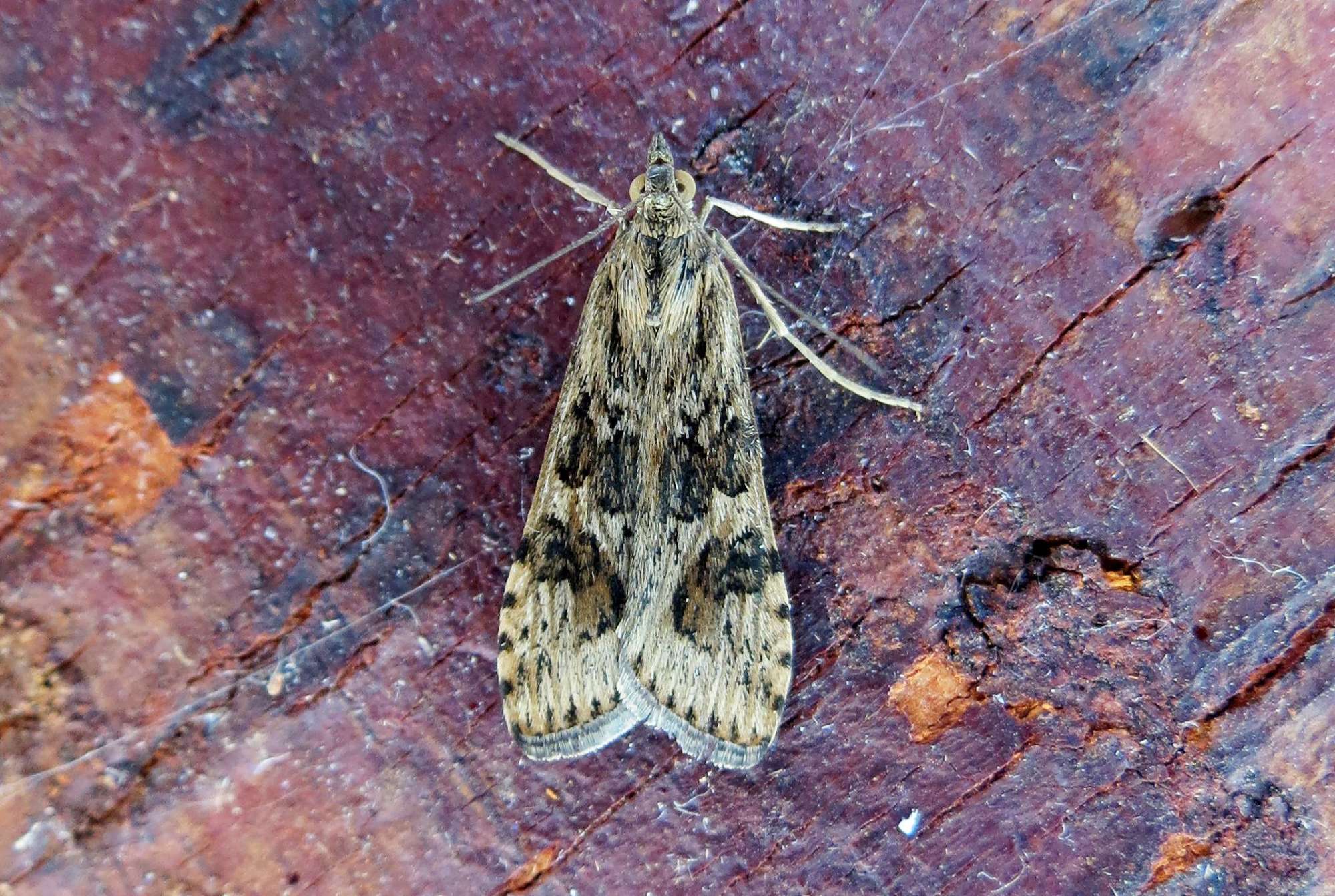 Rush Veneer (Nomophila noctuella) photographed in Somerset by Steve Chapple