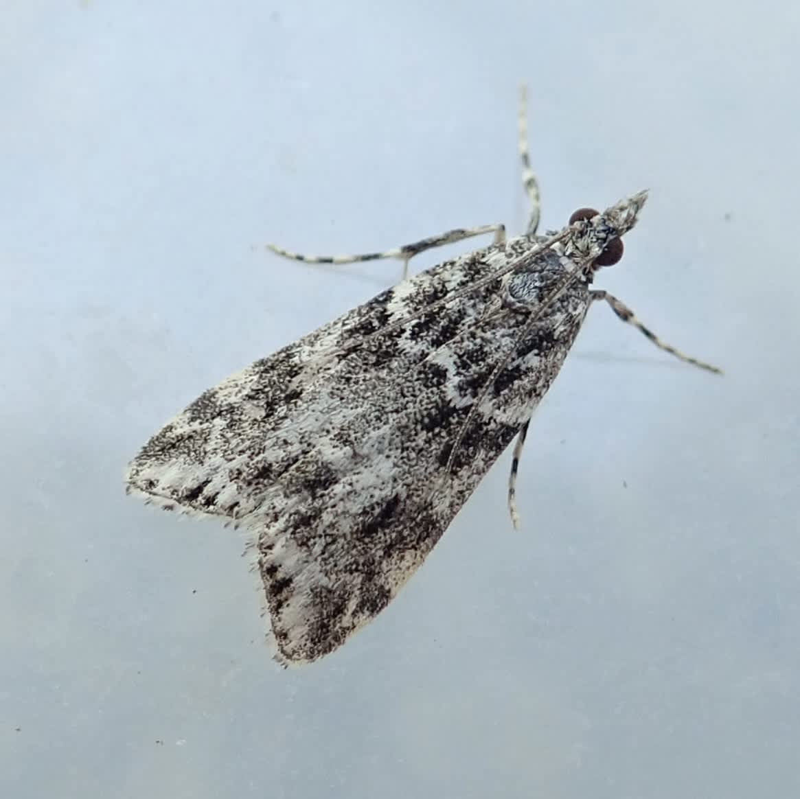 White-line Grey (Eudonia lineola) photographed in Somerset by Sue Davies