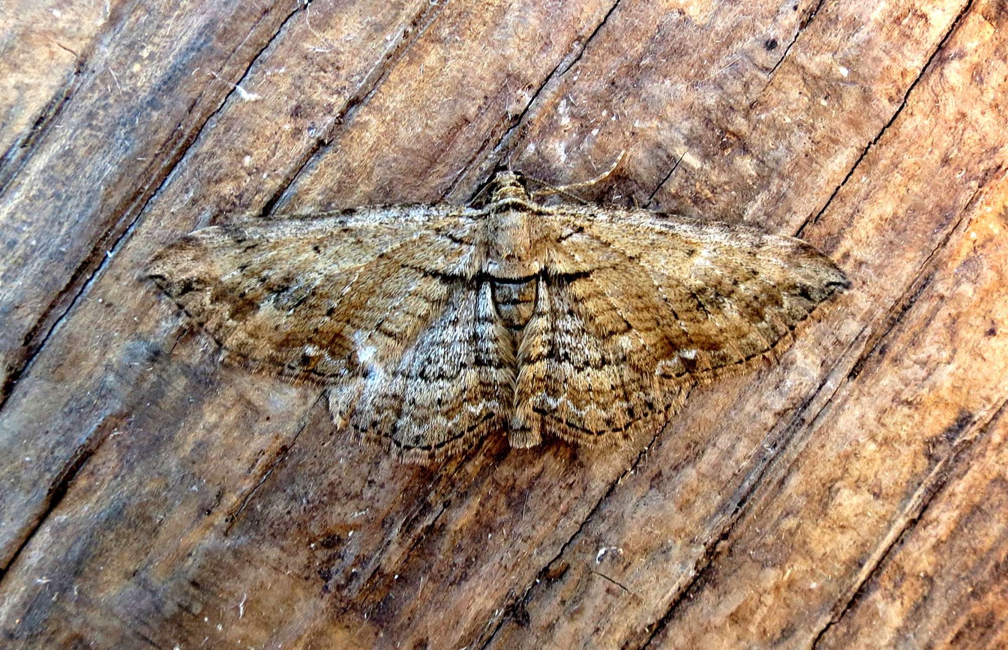 The Fern (Horisme tersata) photographed in Somerset by Steve Chapple