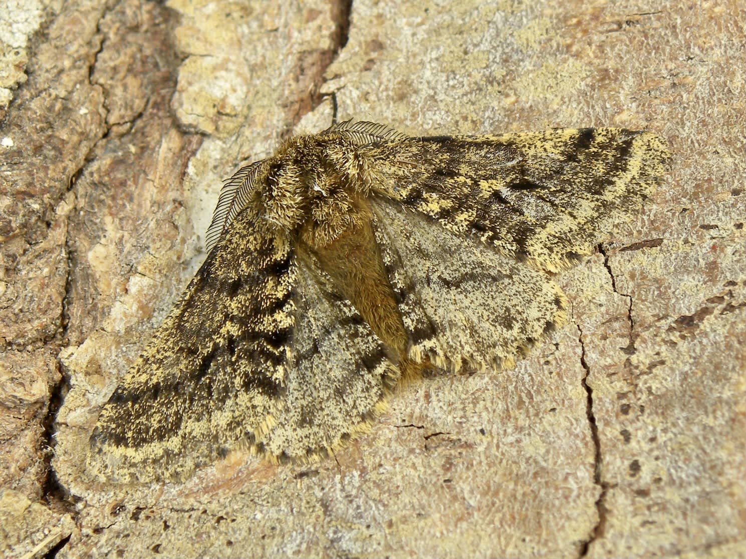 Brindled Beauty (Lycia hirtaria) photographed in Somerset by Sue Davies