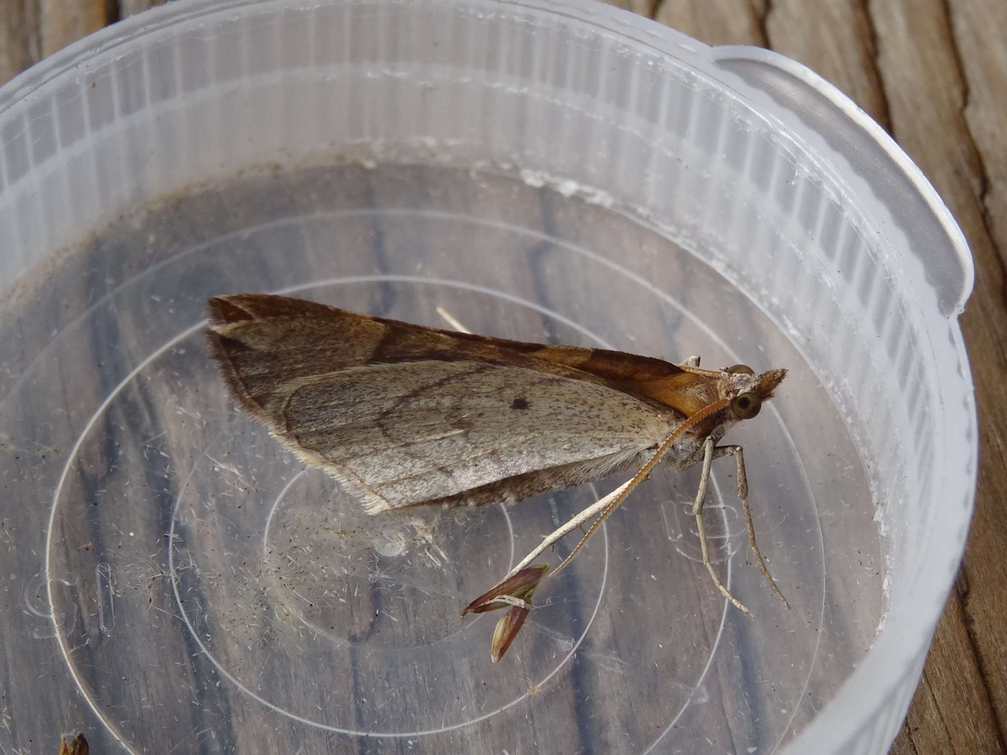 The Chevron (Eulithis testata) photographed in Somerset by Christopher Iles