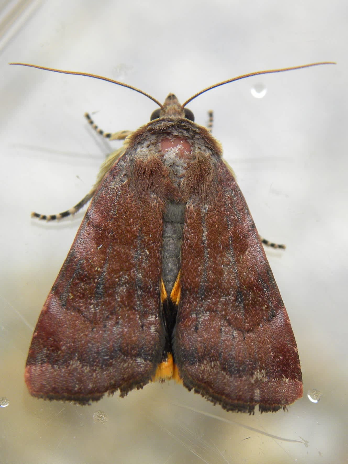 Lesser Broad-bordered Yellow Underwing (Noctua janthe) photographed in Somerset by Sue Davies