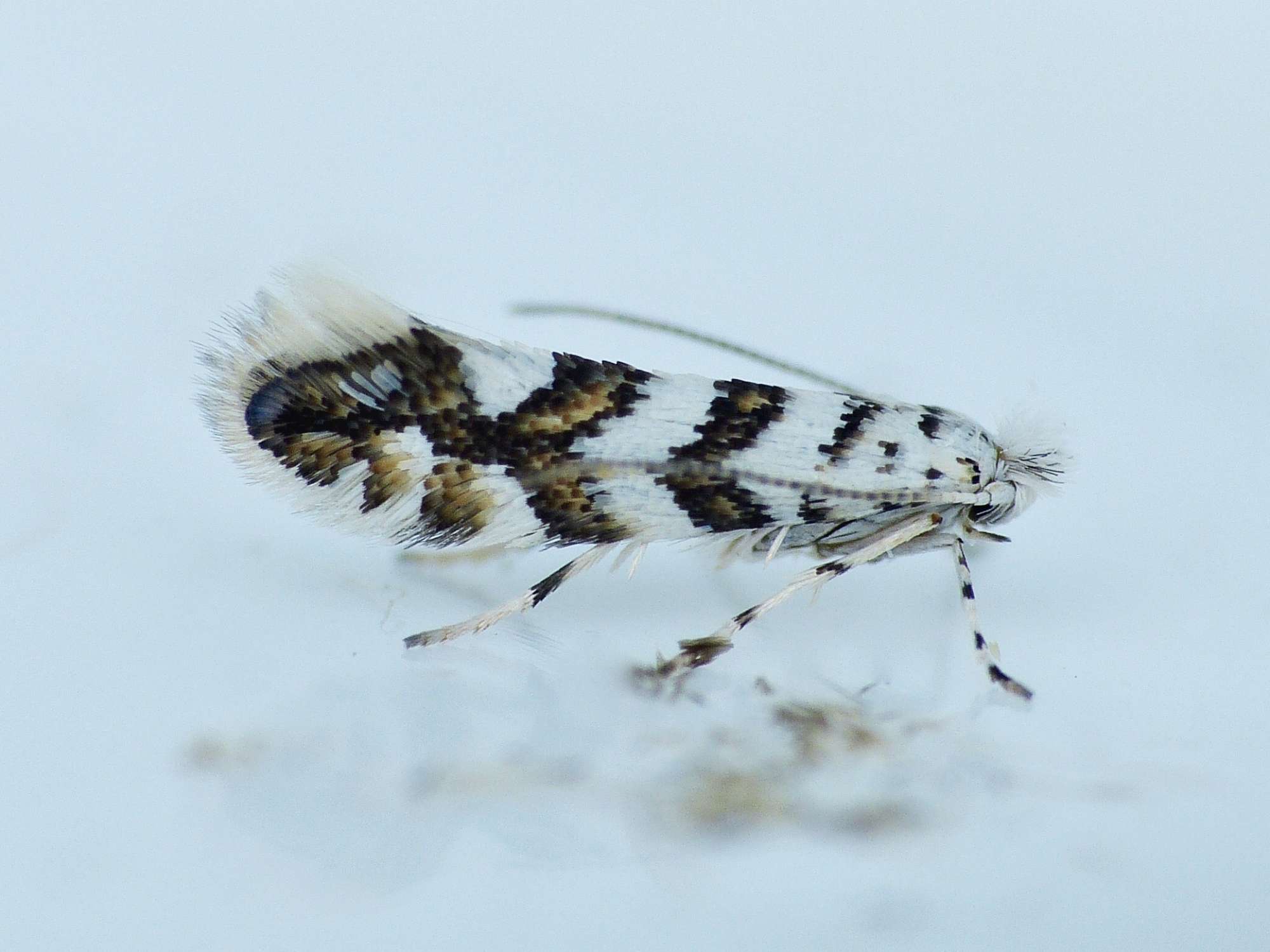 Maple Midget (Phyllonorycter acerifoliella) photographed in Somerset by Paul Wilkins