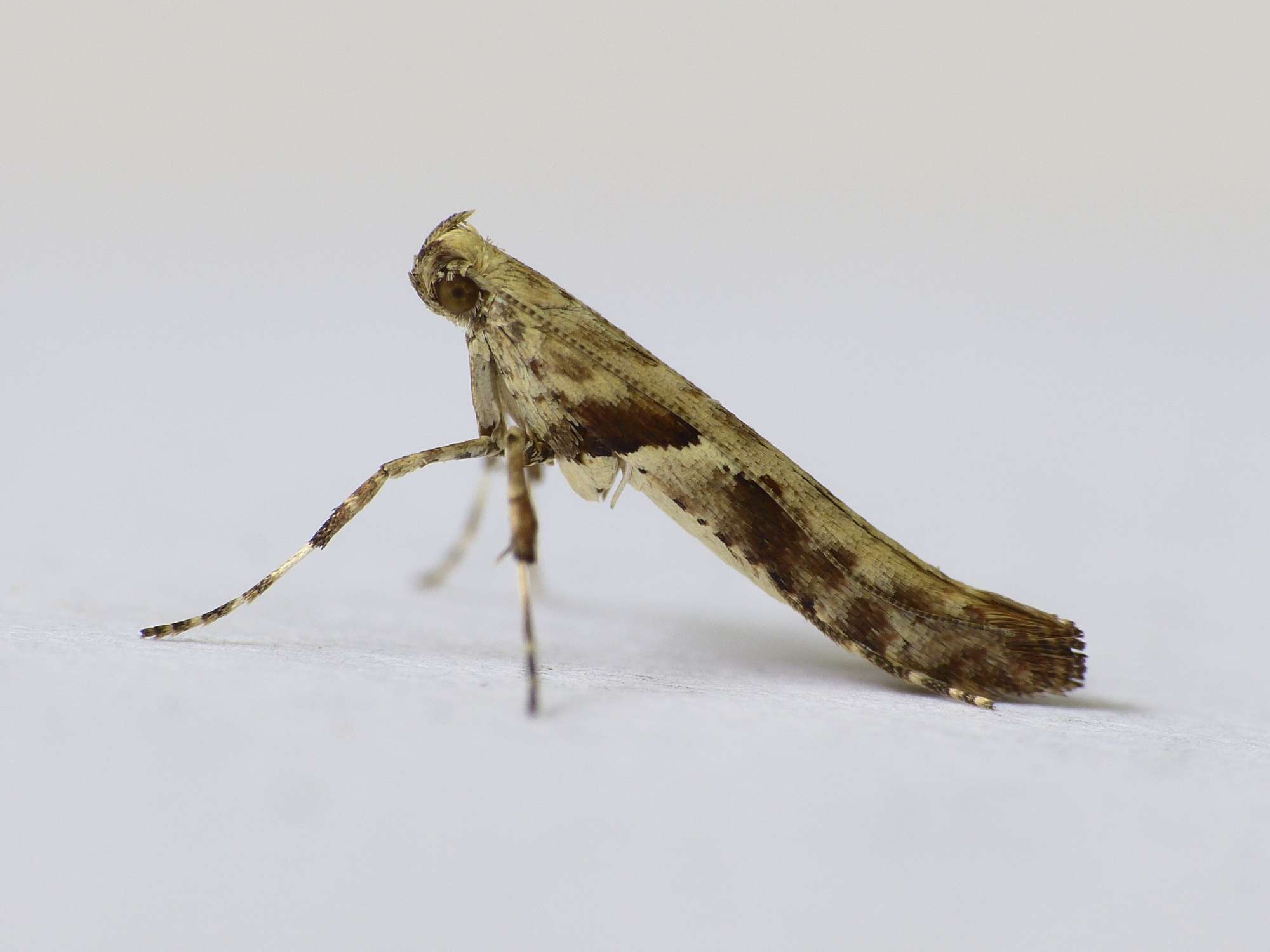 Scarce Alder Slender (Caloptilia falconipennella) photographed in Somerset by Paul Wilkins