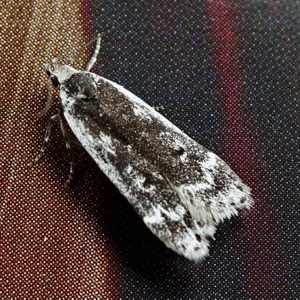 anacampsis-blattariella-somerset-moths
