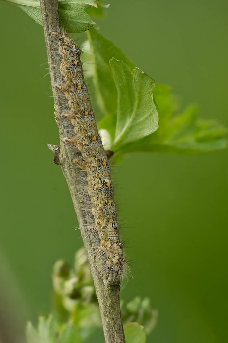 December Moth (Poecilocampa populi) photographed in Somerset by John Bebbington