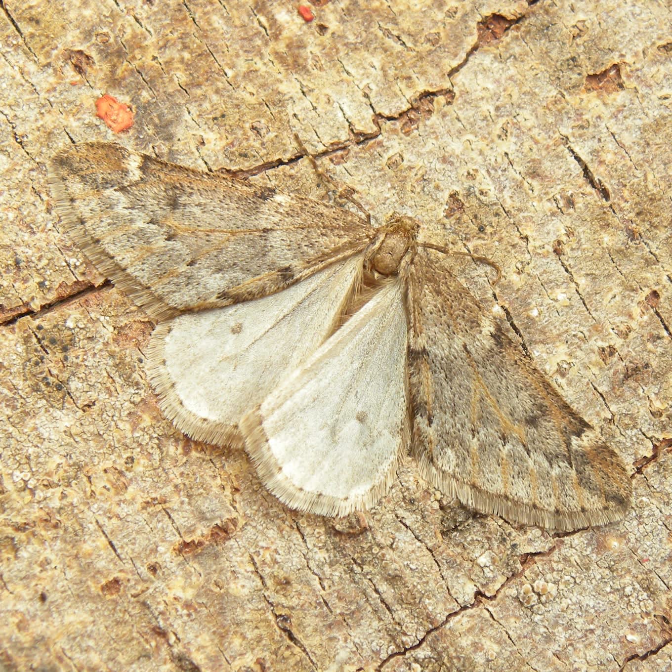 March Moth (Alsophila aescularia) photographed in Somerset by Sue Davies