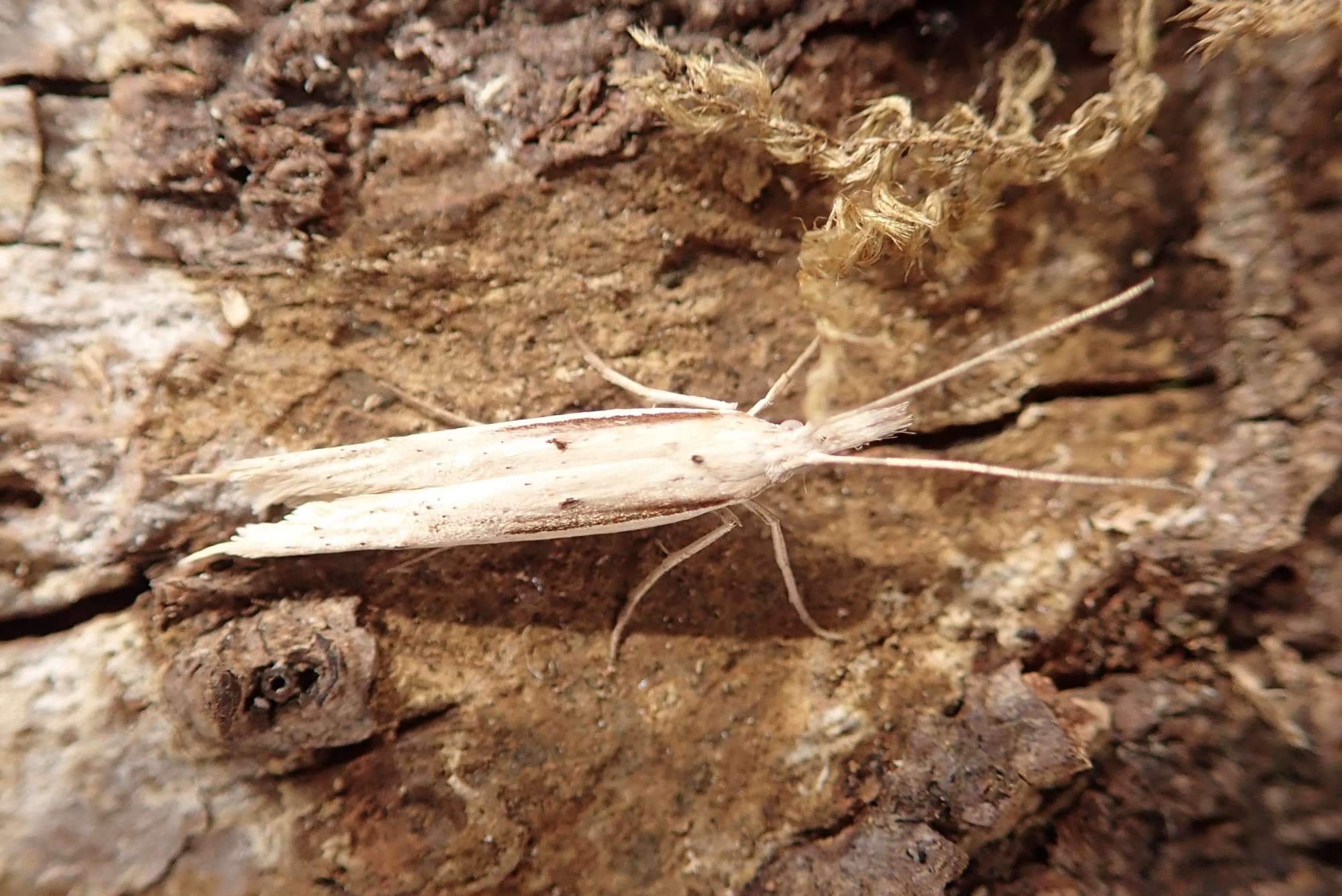 Spindle Smudge (Ypsolopha mucronella) photographed in Somerset by Sue Davies