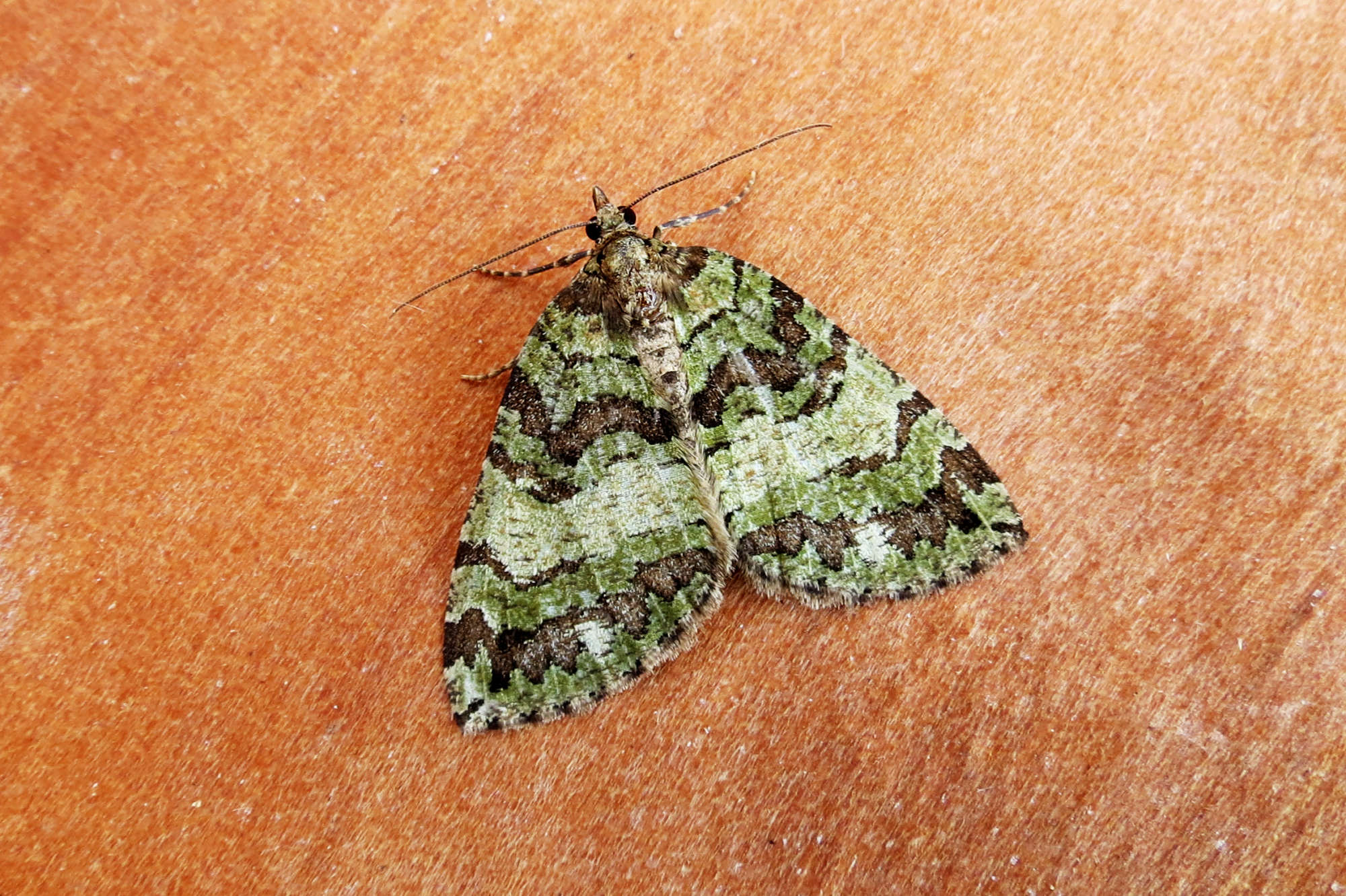 July Highflyer (Hydriomena furcata) photographed in Somerset by Steve Chapple