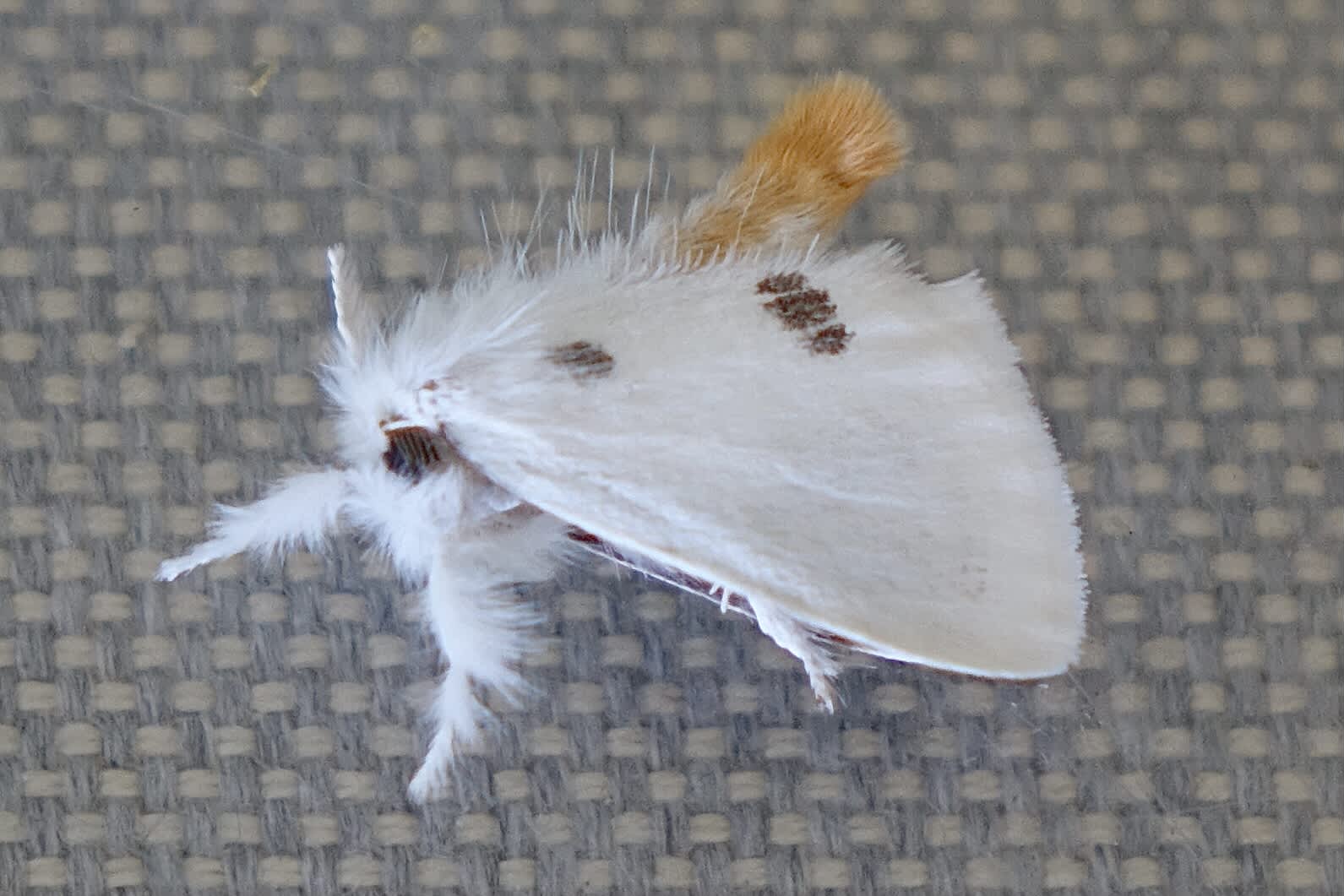 Yellow-tail (Euproctis similis) photographed in Somerset by Sue Davies