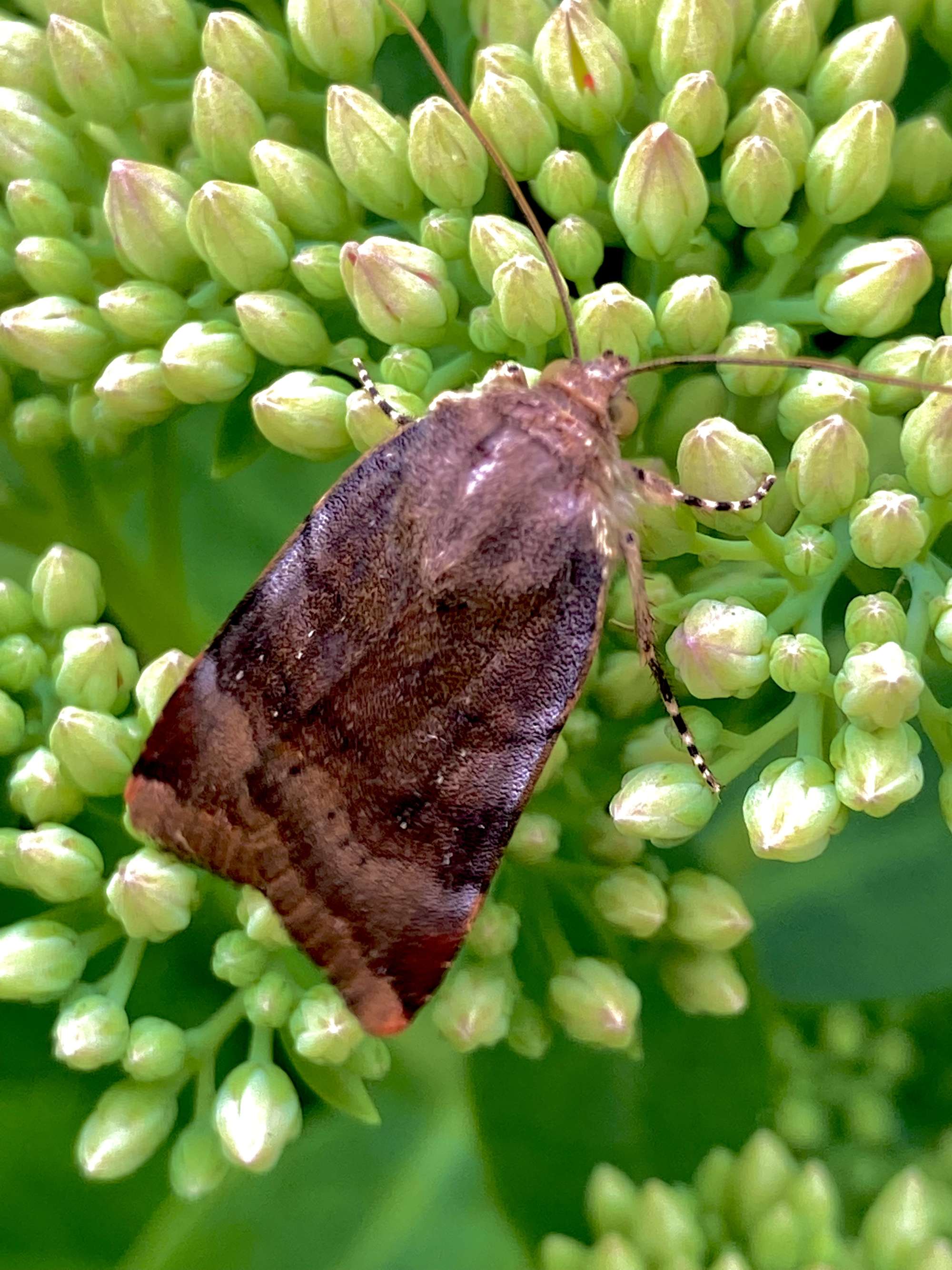 Lesser Broad-bordered Yellow Underwing (Noctua janthe) photographed in Somerset by John Connolly