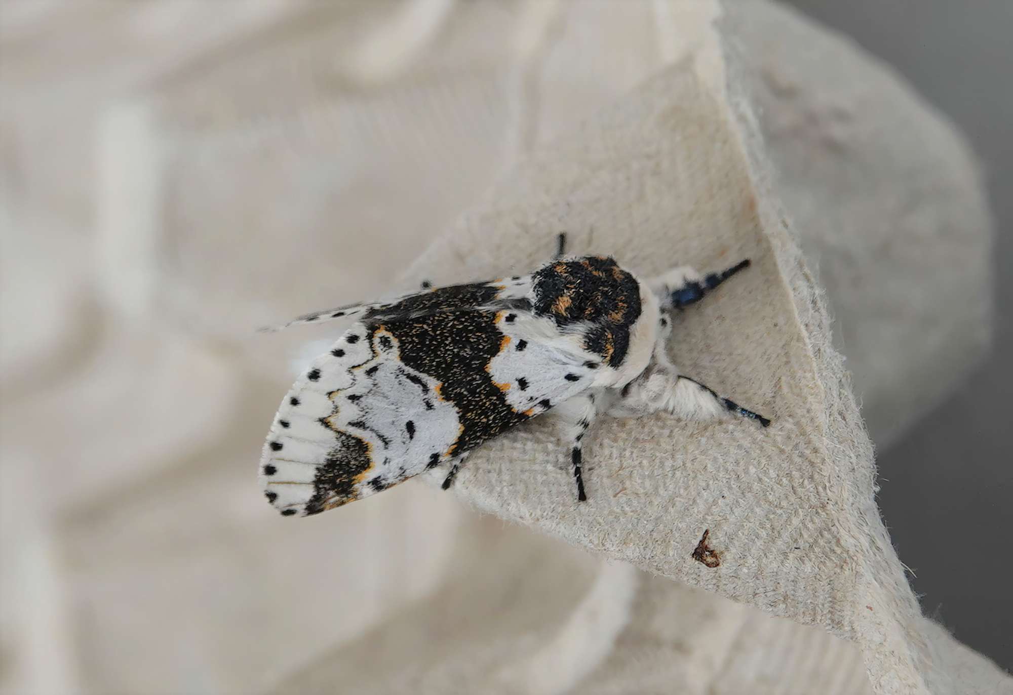 Alder Kitten (Furcula bicuspis) photographed in Somerset by Rob Grimmond