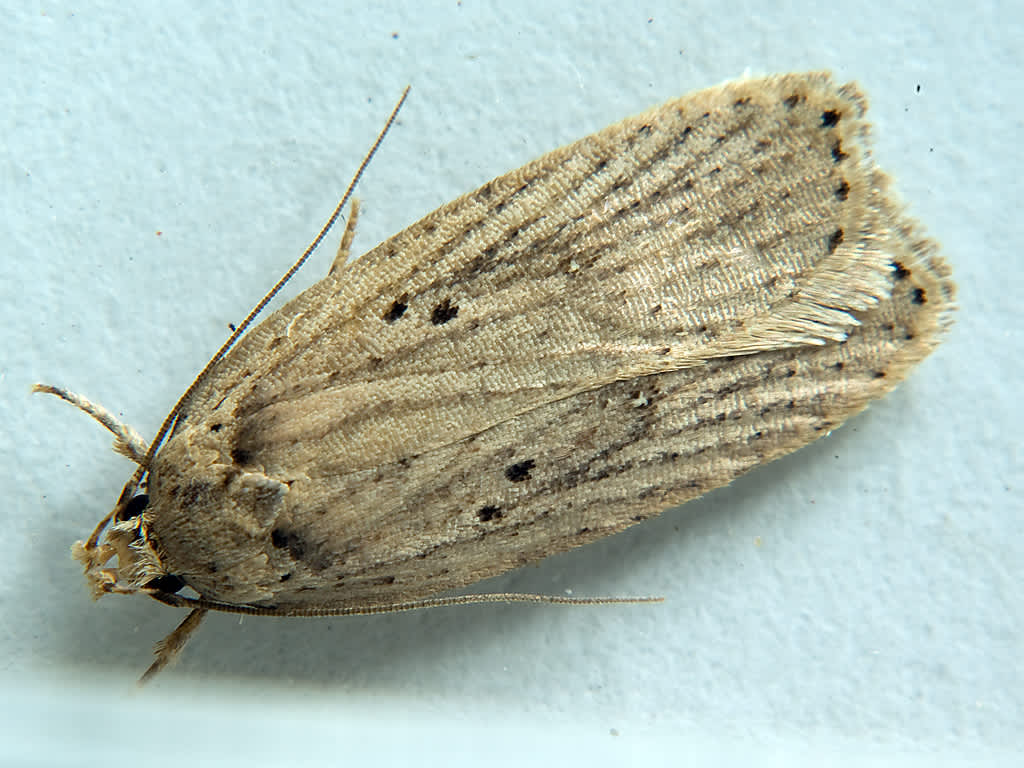 Coastal Flat-body (Agonopterix yeatiana) photographed in Somerset by John Bebbington